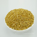 yelllow millet in husk